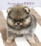 Pomeranian (Ball Style)  - Pomeranian Dog