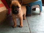 3 Cute Brown Puppies - Mixed Breed Dog