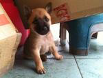 3 Cute Brown Puppies - Mixed Breed Dog