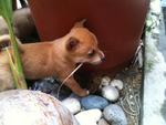 3 Cute Brown Puppies - Mixed Breed Dog