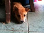 3 Cute Brown Puppies - Mixed Breed Dog