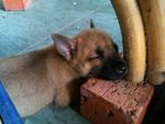 3 Cute Brown Puppies - Mixed Breed Dog