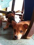 3 Cute Brown Puppies - Mixed Breed Dog