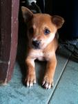 3 Cute Brown Puppies - Mixed Breed Dog