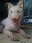 Al, Like Albino - Terrier Mix Dog