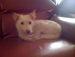 Al, Like Albino - Terrier Mix Dog