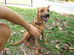 Milo - Miniature Pinscher + Spitz Dog