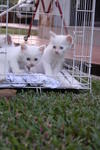 Stooges And Mommy Having Fun At The Park - Domestic Medium Hair Cat