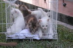 Stooges And Mommy Having Fun At The Park - Domestic Medium Hair Cat