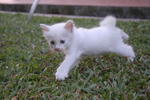 Stooges And Mommy Having Fun At The Park - Domestic Medium Hair Cat