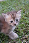 Stooges And Mommy Having Fun At The Park - Domestic Medium Hair Cat