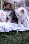 Stooges And Mommy Having Fun At The Park - Domestic Medium Hair Cat