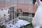 Stooges And Mommy Having Fun At The Park - Domestic Medium Hair Cat