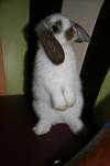 Lilo - Holland Lop Rabbit