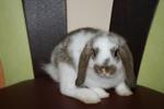 Lilo - Holland Lop Rabbit