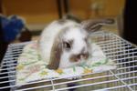 Lilo - Holland Lop Rabbit