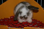 Lilo - Holland Lop Rabbit