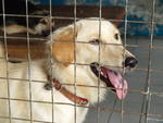 Chelsea - Retriever Mix Dog