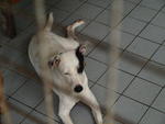 Jackie - Mixed Breed Dog