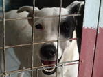 Jackie - Mixed Breed Dog