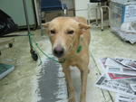 C.maggy - Labrador Retriever Mix Dog