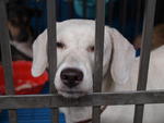 Snow - Labrador Retriever Mix Dog