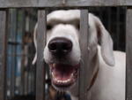 Snow - Labrador Retriever Mix Dog