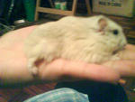 Koncoro resting on my palm