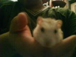 Chacho - Striped Hamster Hamster