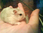 Chacho - Striped Hamster Hamster