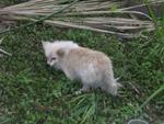 Ka Ka - Pomeranian Dog