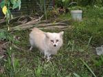 Ka Ka - Pomeranian Dog