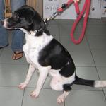 Challis - Dalmatian Mix Dog