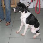 Challis - Dalmatian Mix Dog