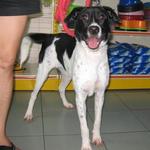 Challis - Dalmatian Mix Dog