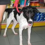 Challis - Dalmatian Mix Dog