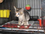 Filly - Domestic Short Hair Cat