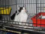 Torey - Domestic Short Hair Cat