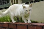 Lulu - Siamese + Turkish Angora Cat