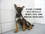 Corbie - German Shepherd Dog Mix Dog