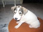 Male_puppy_7 Weeks Old - Mixed Breed Dog