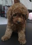 Red Toy Poodle With Mka Cert - Poodle Dog