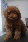 Red Toy Poodle With Mka Cert - Poodle Dog