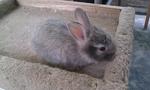 Lionhead - Lionhead Rabbit