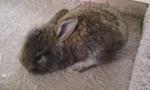 Lionhead - Lionhead Rabbit