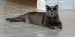 Solty Rei Nobara - Russian Blue + Domestic Short Hair Cat