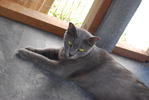 Solty Rei Nobara - Russian Blue + Domestic Short Hair Cat