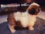 Tri-colour Male Shih Tzu - Shih Tzu Dog