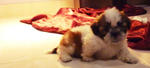 Tri-colour Male Shih Tzu - Shih Tzu Dog