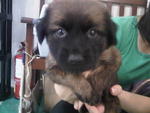 Adorable For Adoption-adopted - Mixed Breed Dog